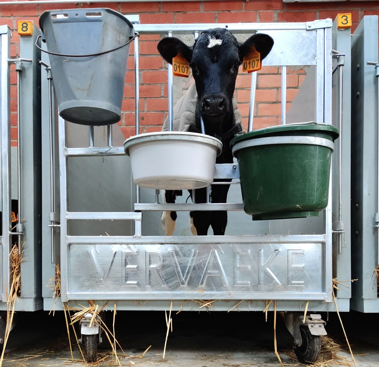 A young calf in a Vervaeke calf pen