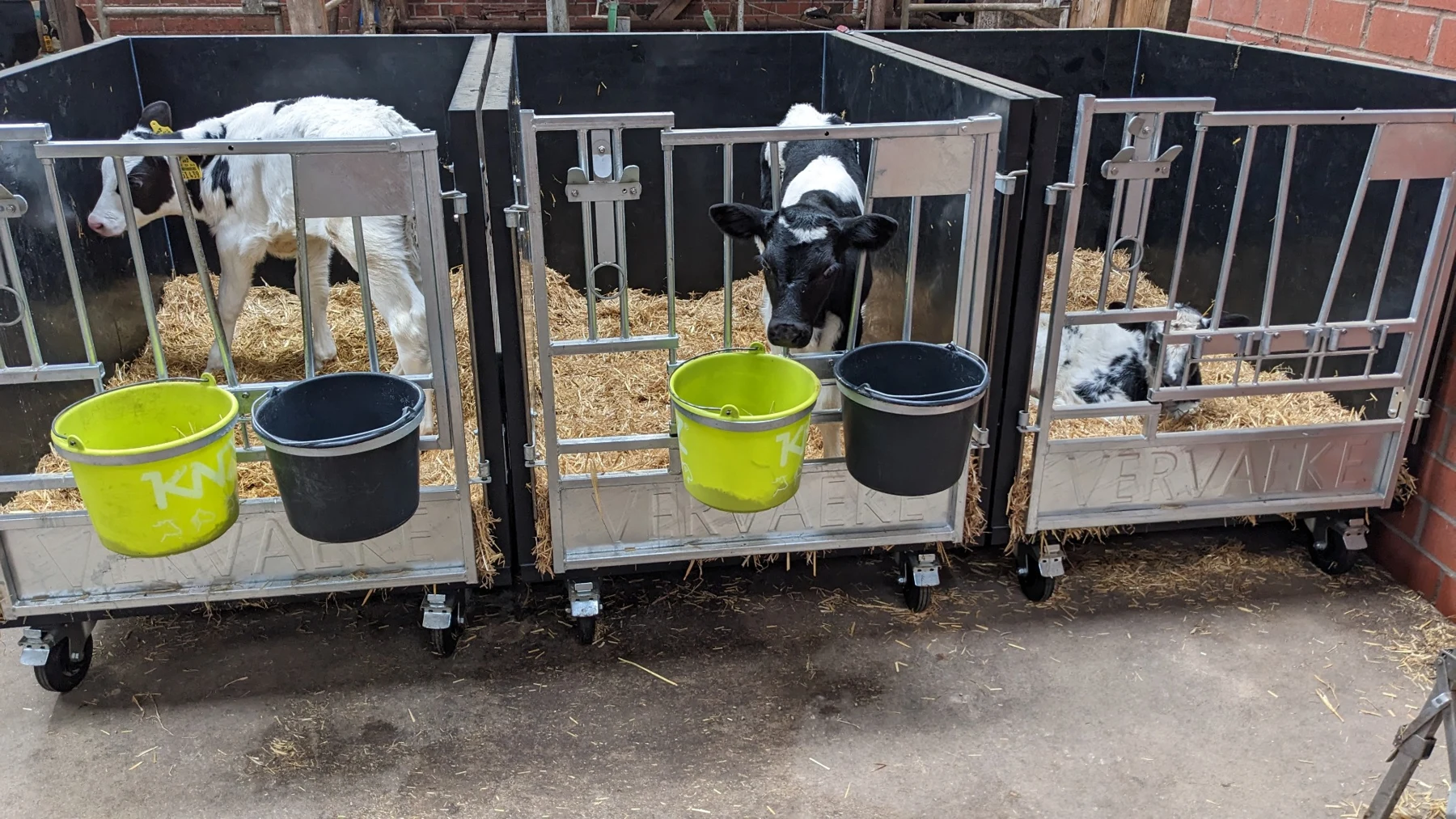 Calves in black Mobibox pens on wheels