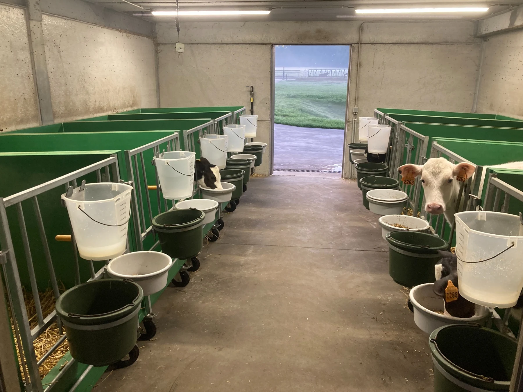 Rows of green Mobibox pens with calves in a barn