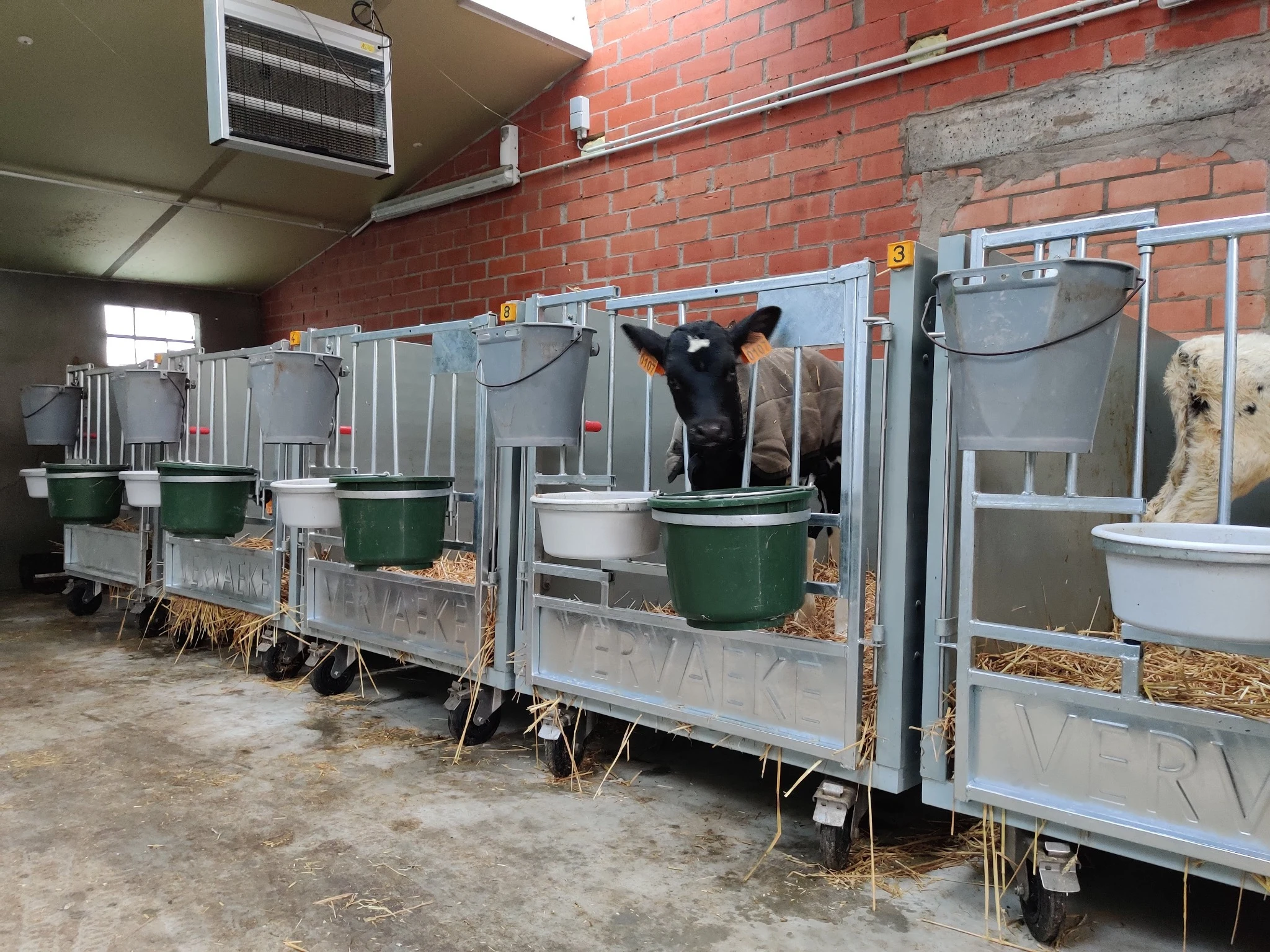 Calves in grey Mobibox pens in a brick-walled barn