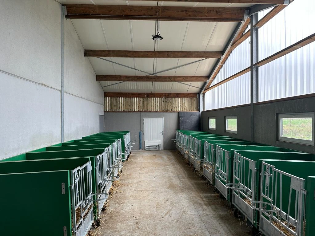 A bright calf barn fitted with rows of green calf pens