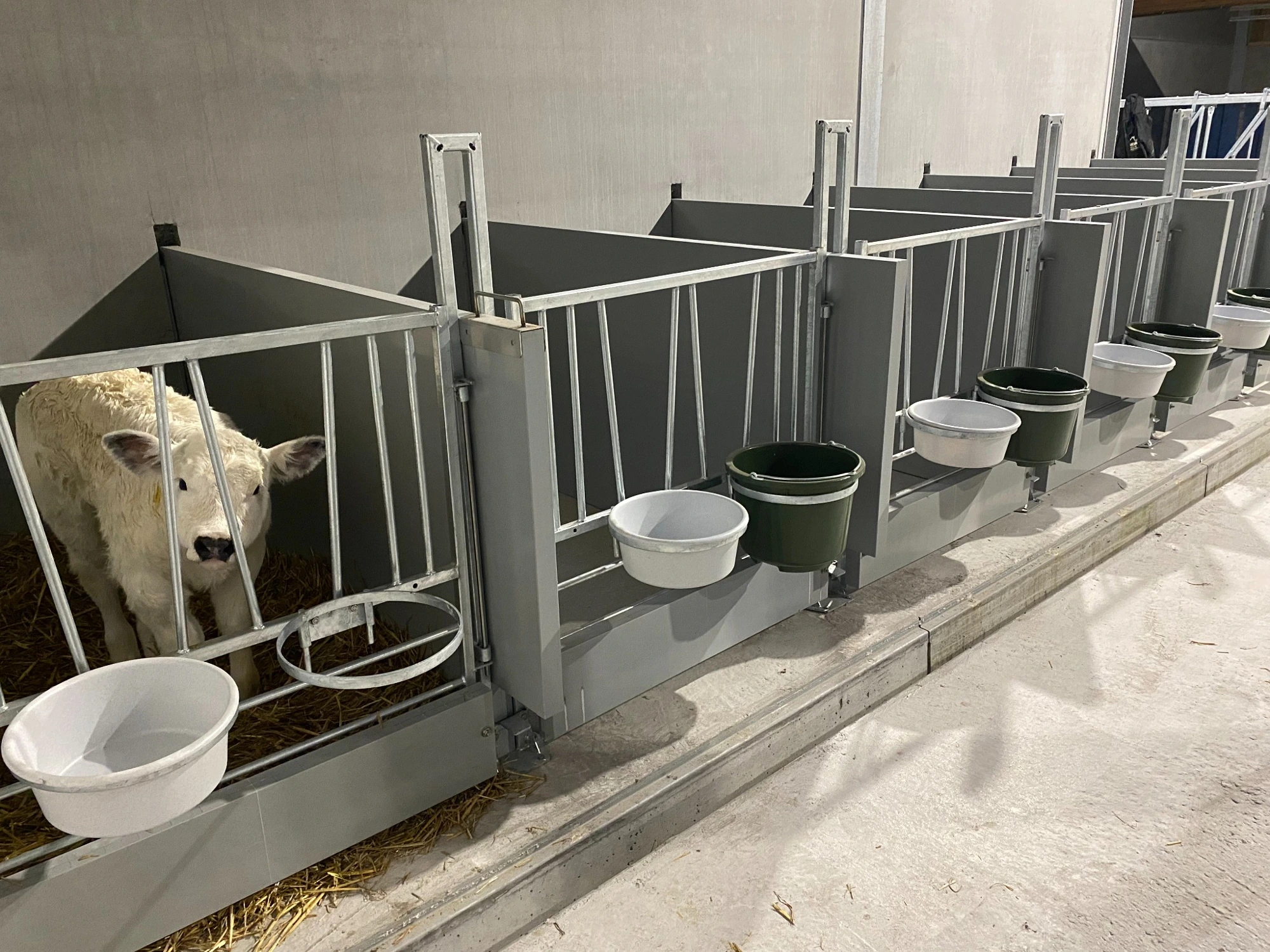Flexibox pens in use inside a calf barn.